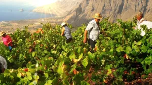 Vinos El Hierro