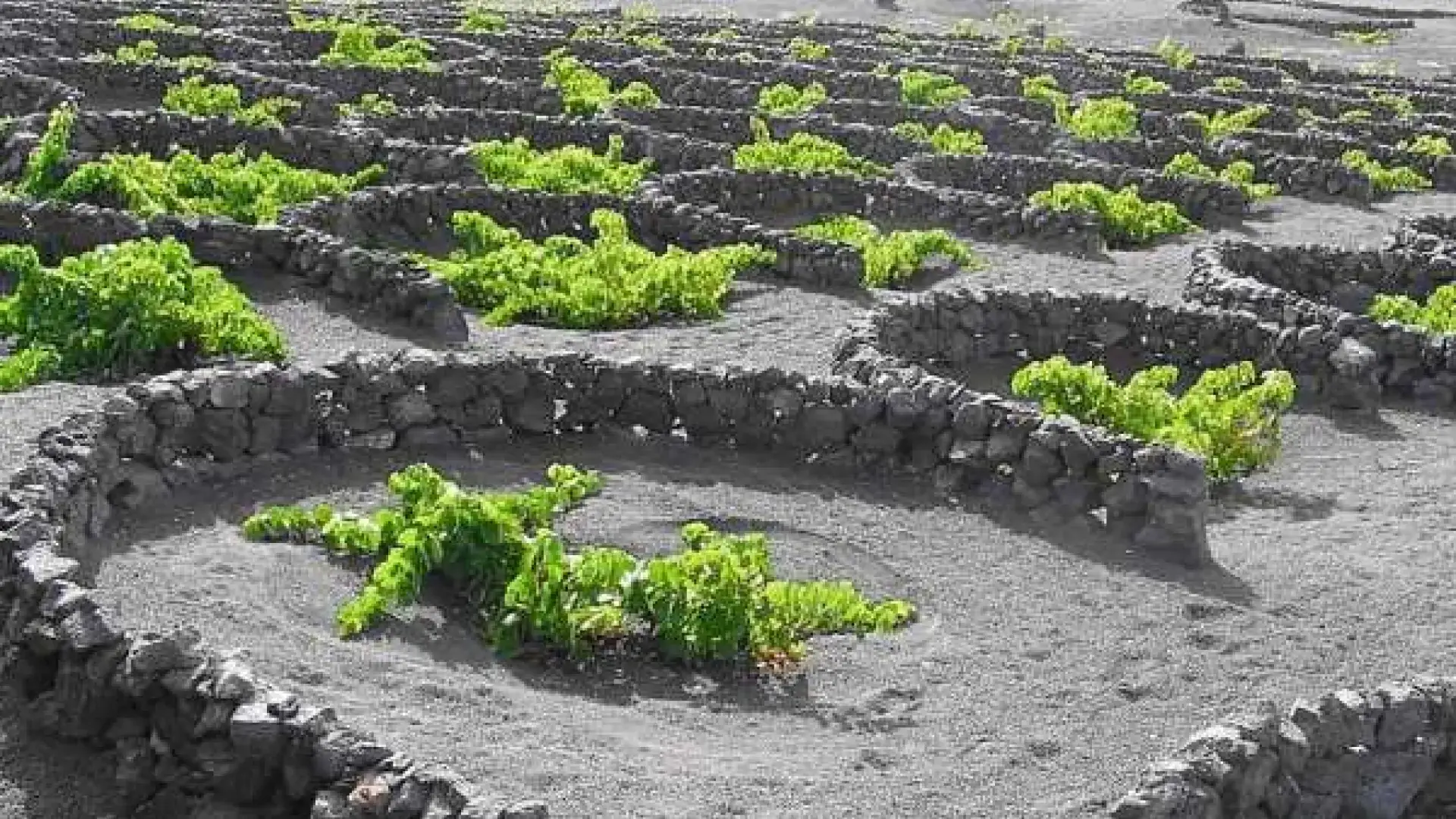 Viñedos en terrazas de piedra volcánica en El Hierro